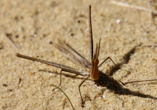 Réf. 291 302 : Acrida ungarica mediterranea